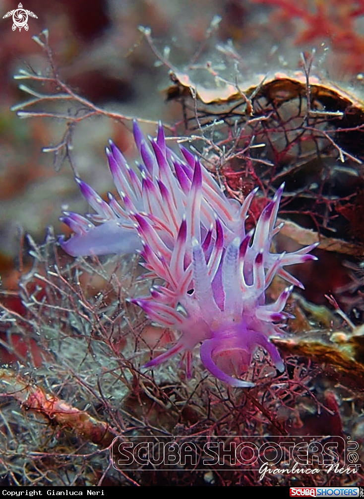 A Flabellina