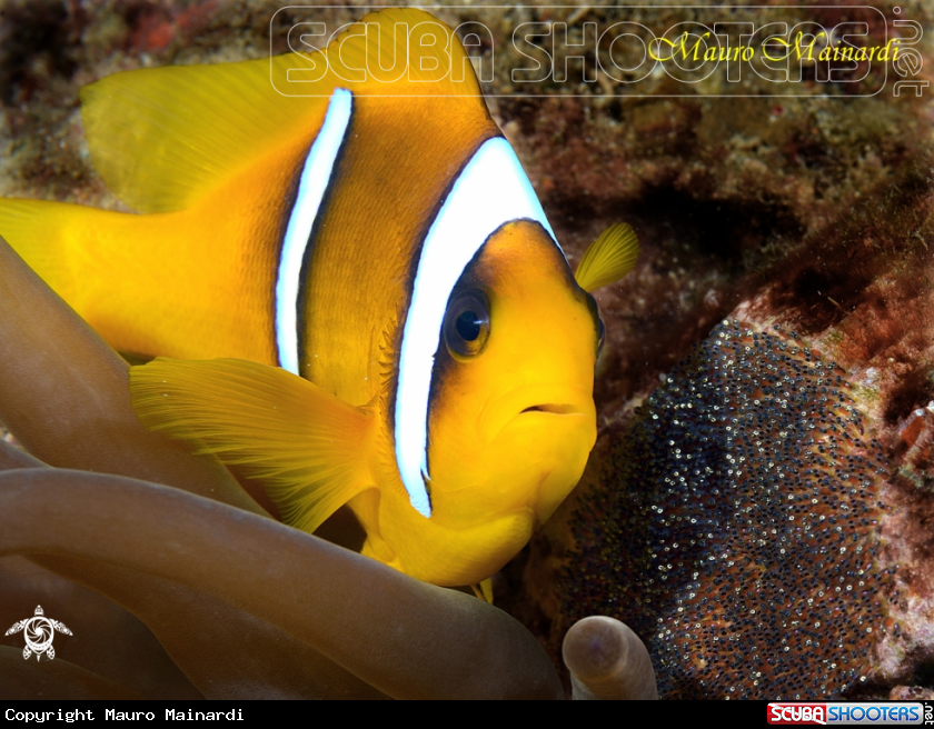 A Clownfish and eggs
