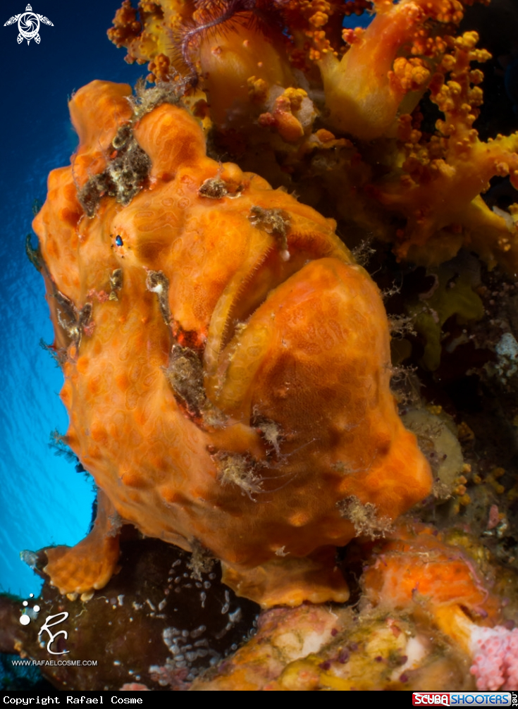 A frogfish