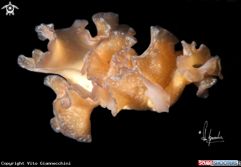 A Platworm