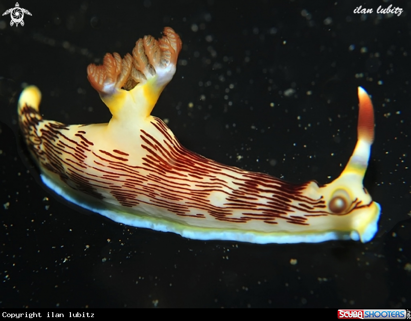 A Nudibranch