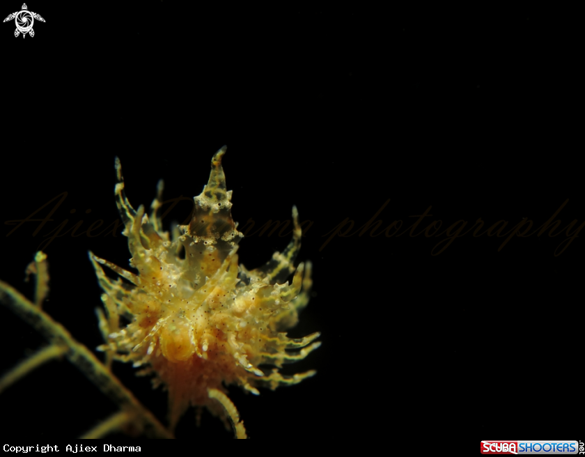 A eubranchus 