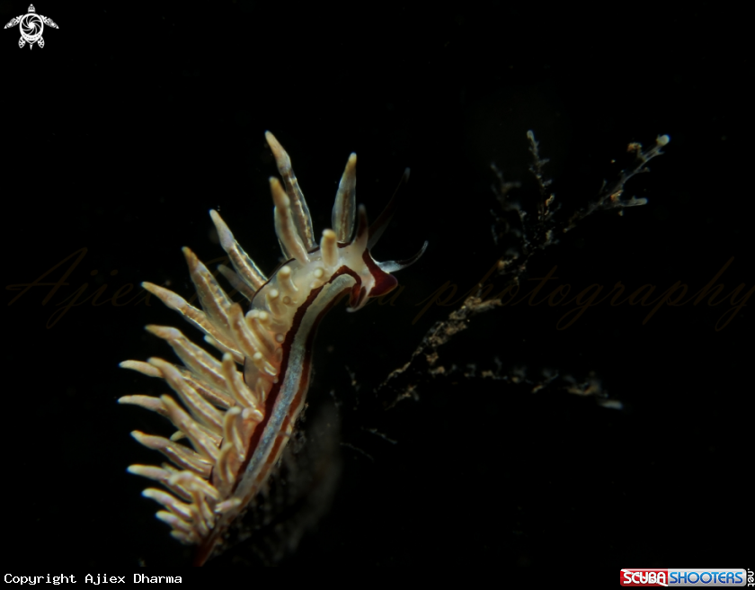 A eubranchus sp 