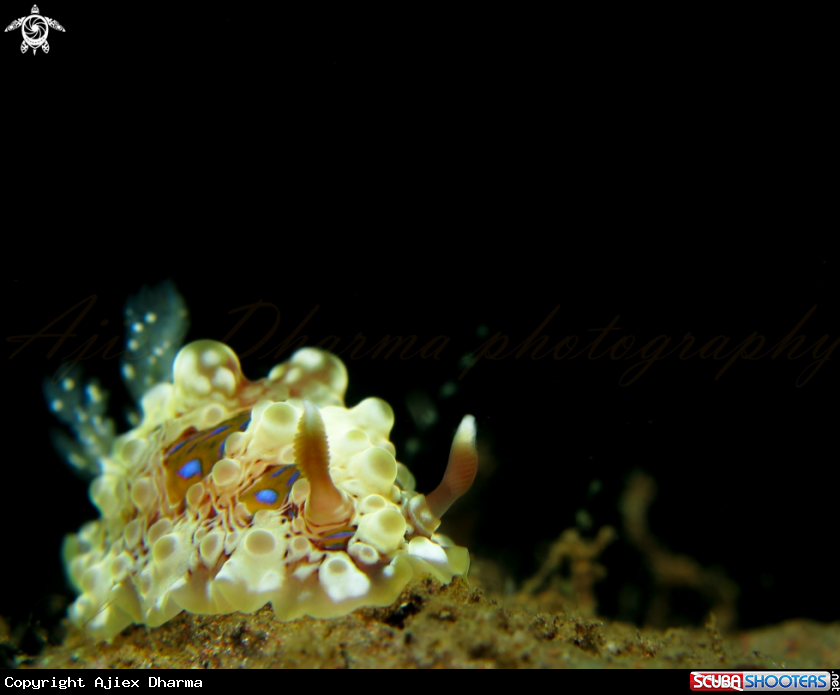 A dendrodoris denisonii 