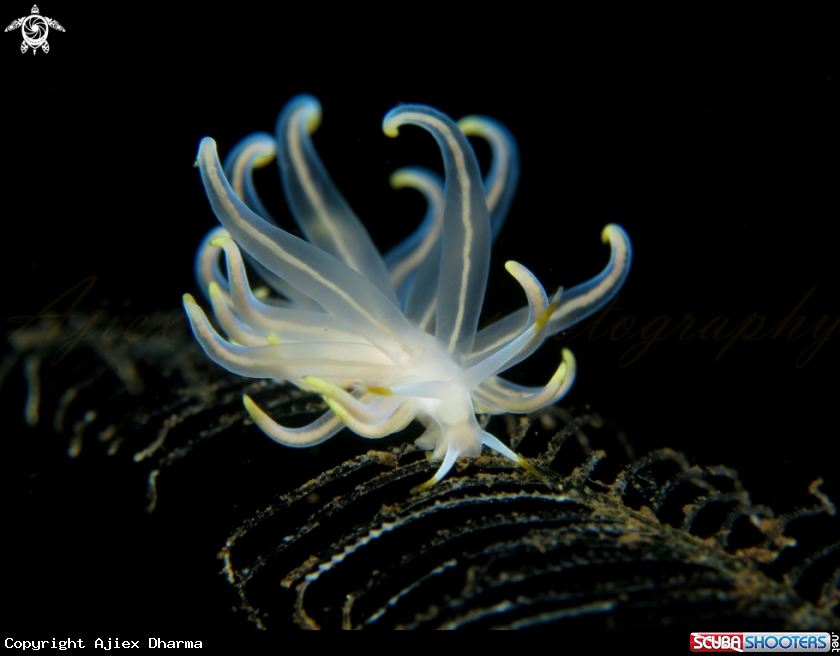 A cuthona 