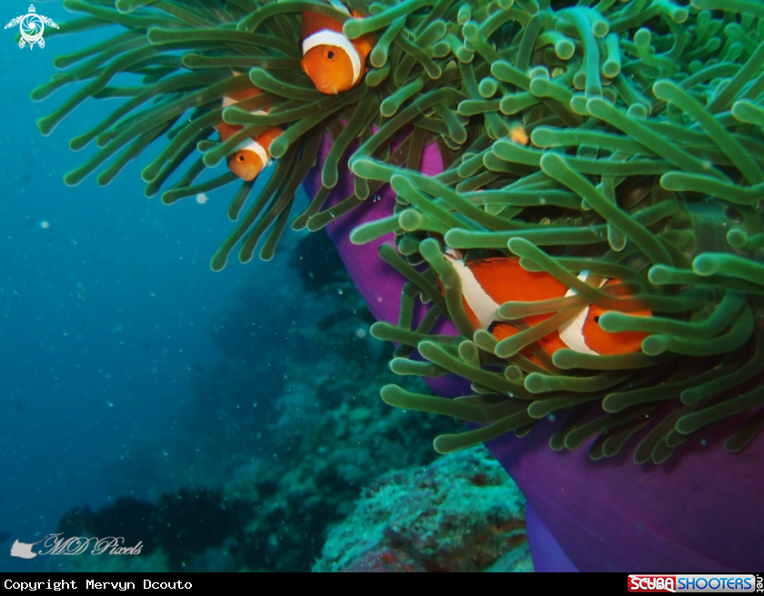 A Clown Anemonefish