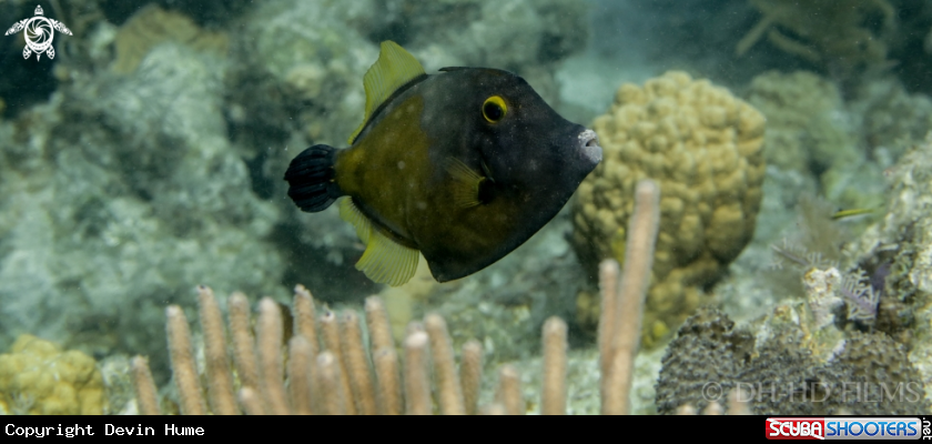 A Filefish