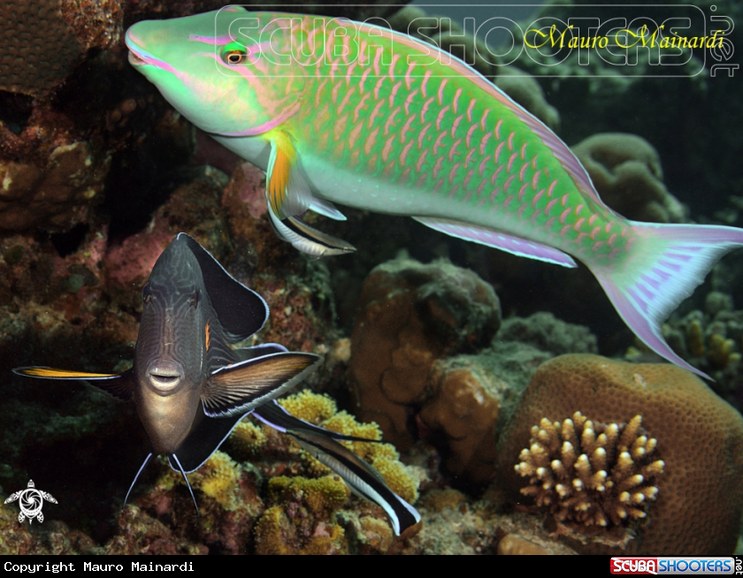A Labride and pesce chirurgo
