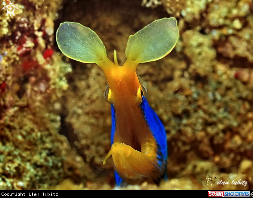 A Eel