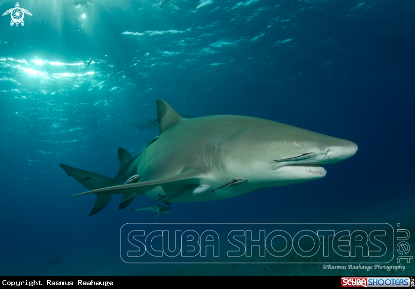 A Lemon shark