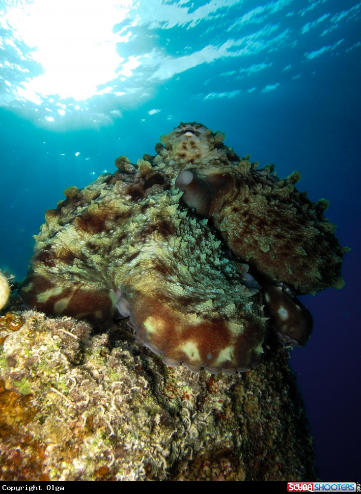 A Octopus