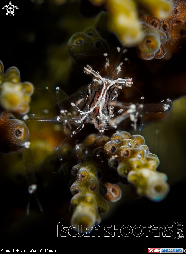 A Black and Silver Cuapetes Shrimp