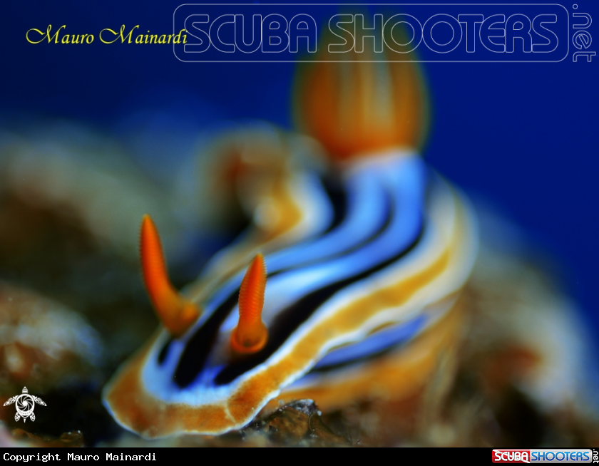 A Nudibranch