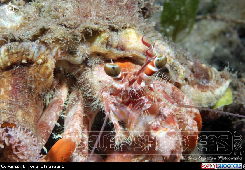A Anemone Hermit Crab