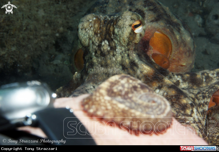 A Common octopus