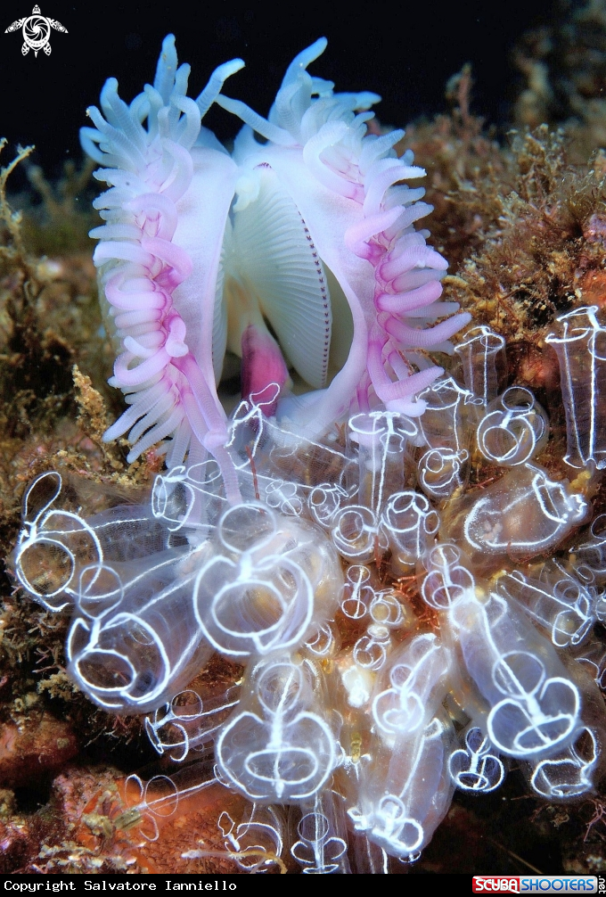 A underwater creature
