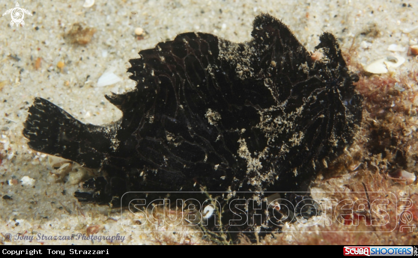 A Striped anglefish