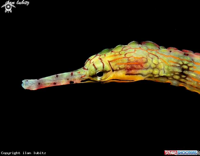 A Pipefish