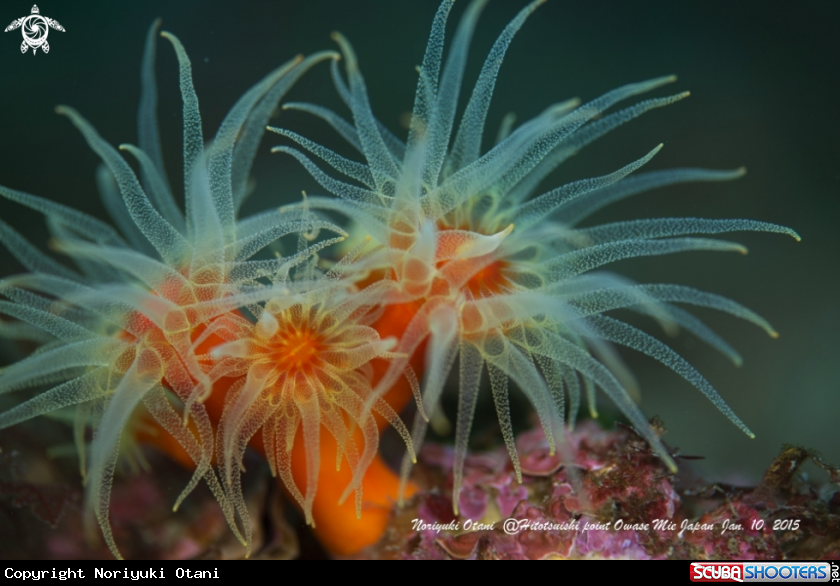 A Orange coral