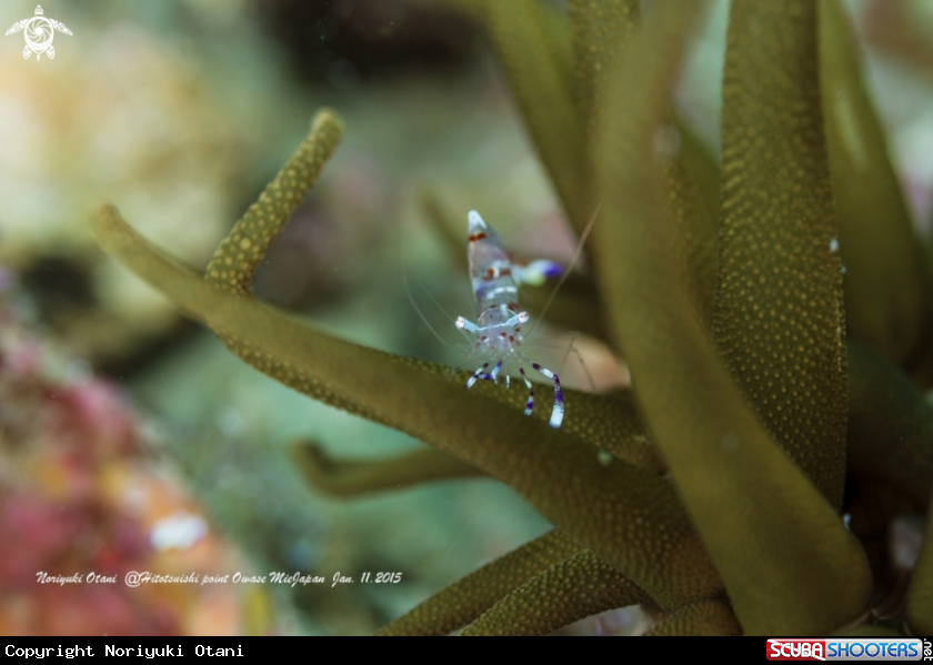 A Cleaner shrimp and sea anemone