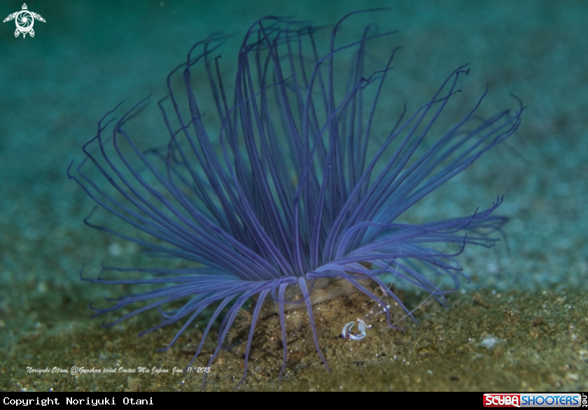 A Cleaner shrimp and sea anemone
