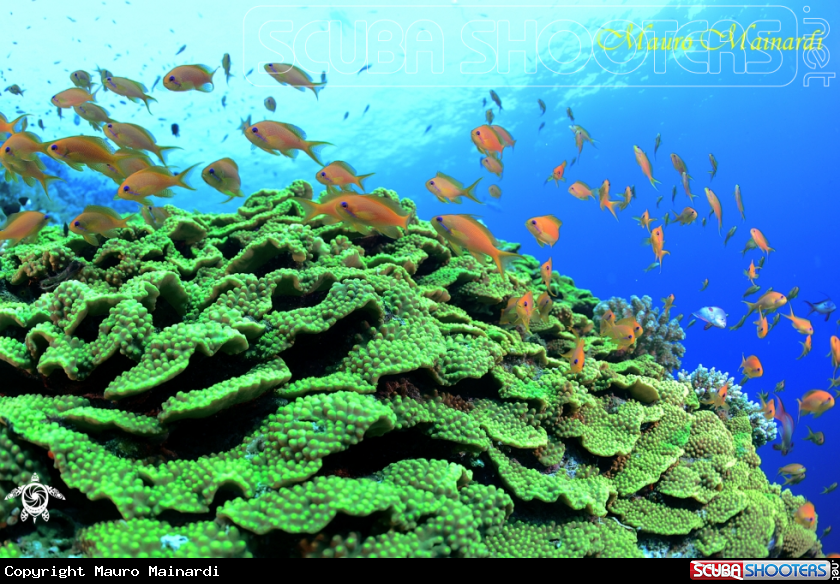 A Coral reef