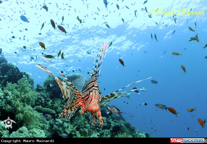 A Lionfish