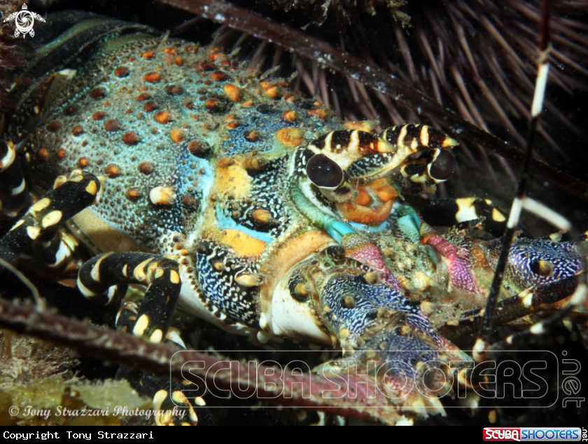 A Ornate lobster