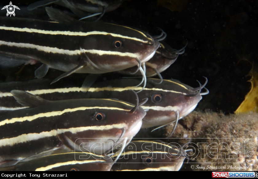 A Striped catfish