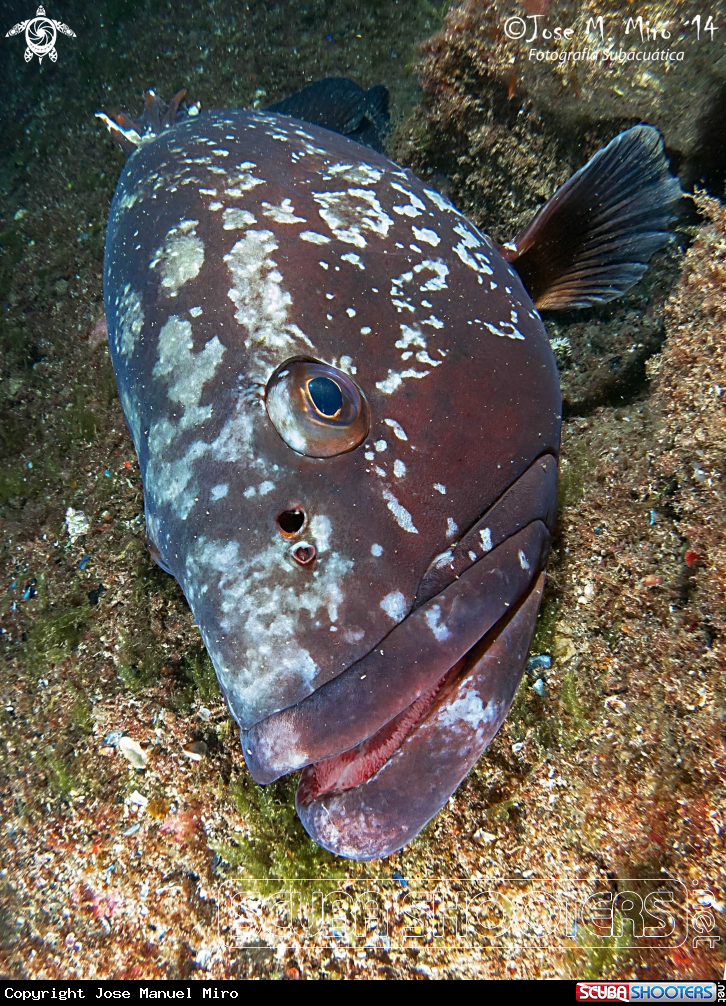 A groupper