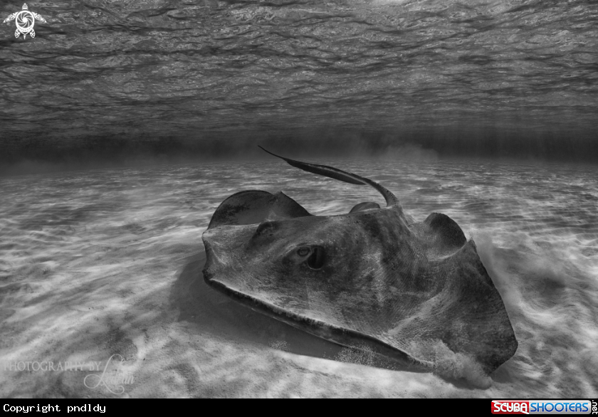 A sting ray