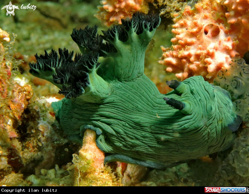 A Nudibranch