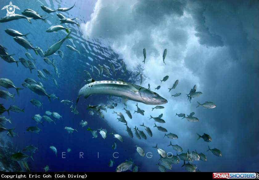 A Great Barracuda 
