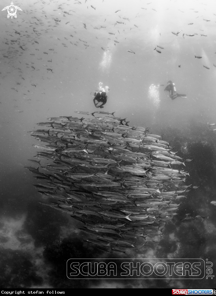 A Chevron Barracuda