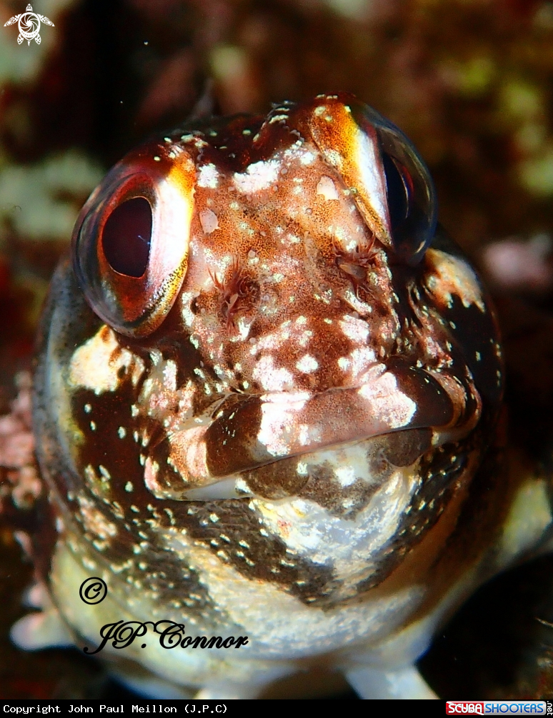 A Blennie trigloïde