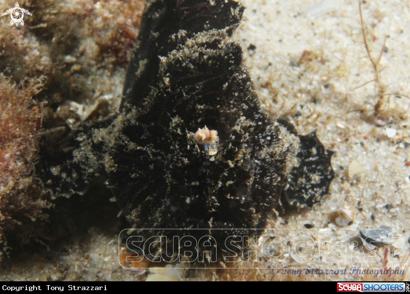 A Striped anglefish