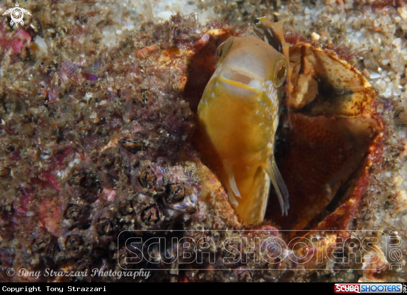 A Brown Sabretooth Blenny 