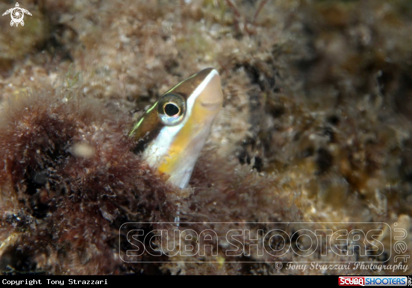 A Bluestriped Fangblenny