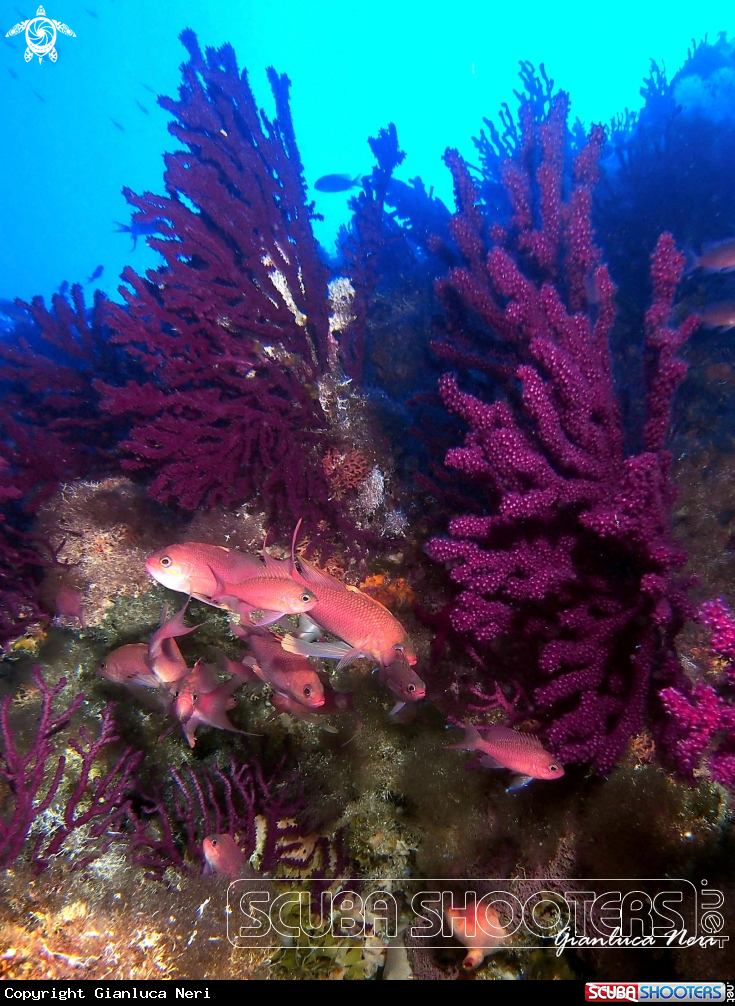 A Gorgonie e anthias