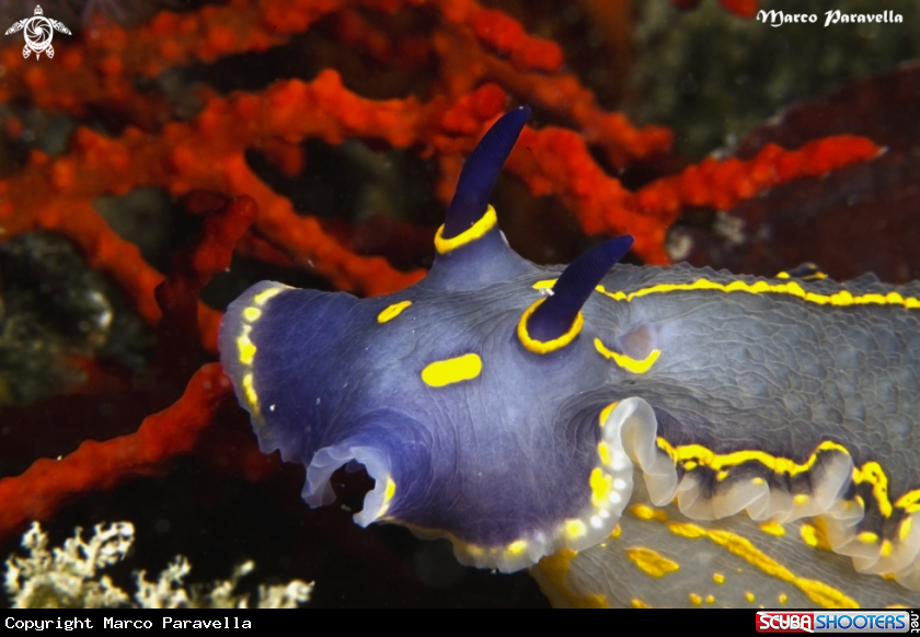 A underwater creature