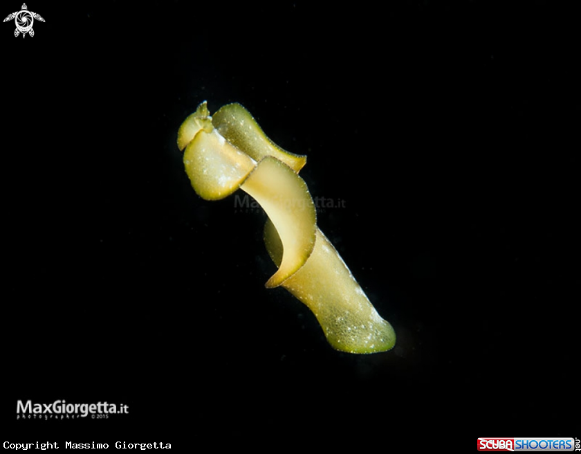 A flatworm