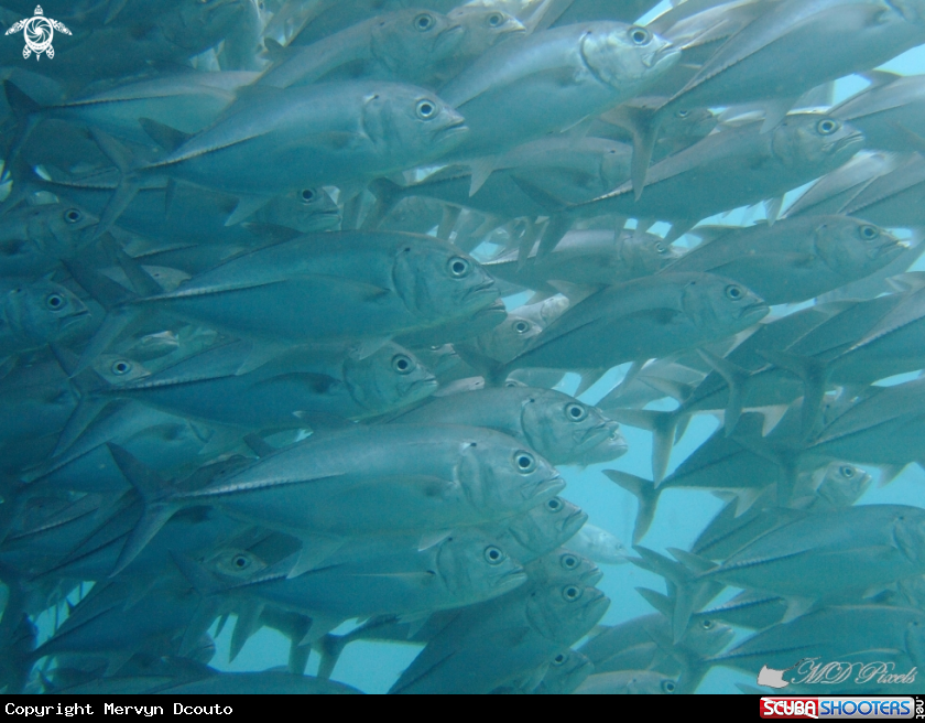 A Bigeye Trevally