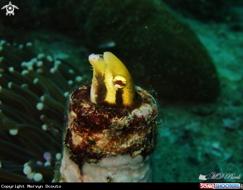 A Shorthead Fangblenny