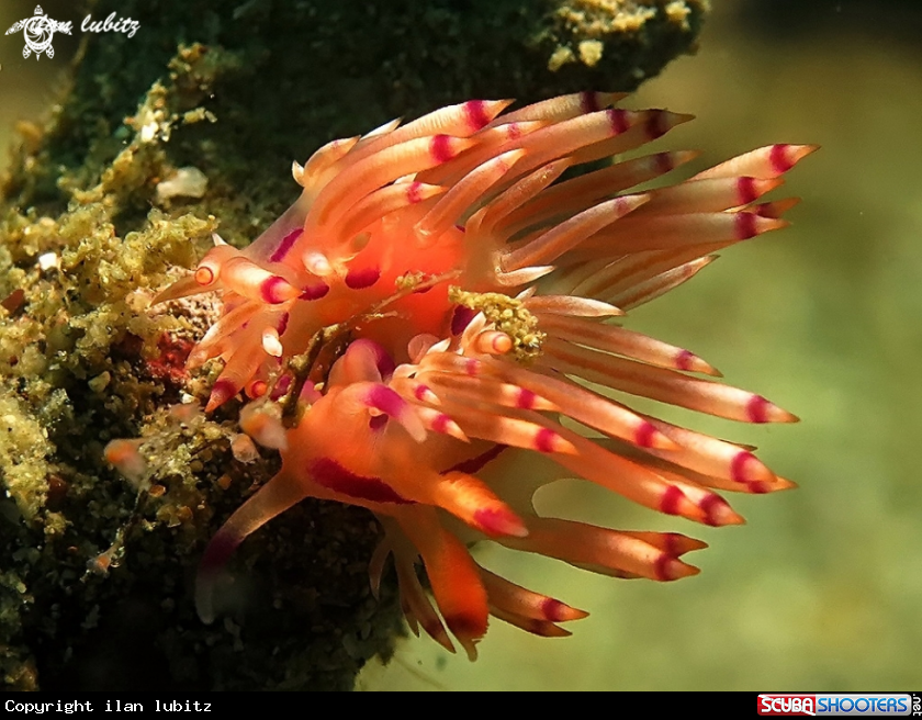 A Nudibranch