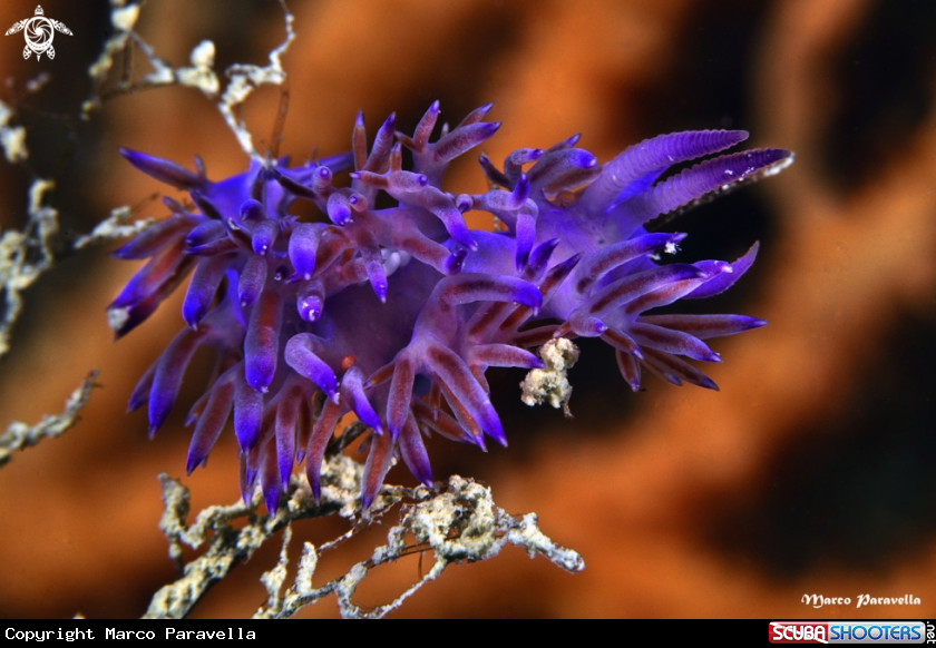 A underwater creature