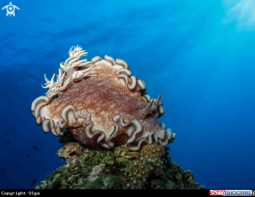 A Nudibranch