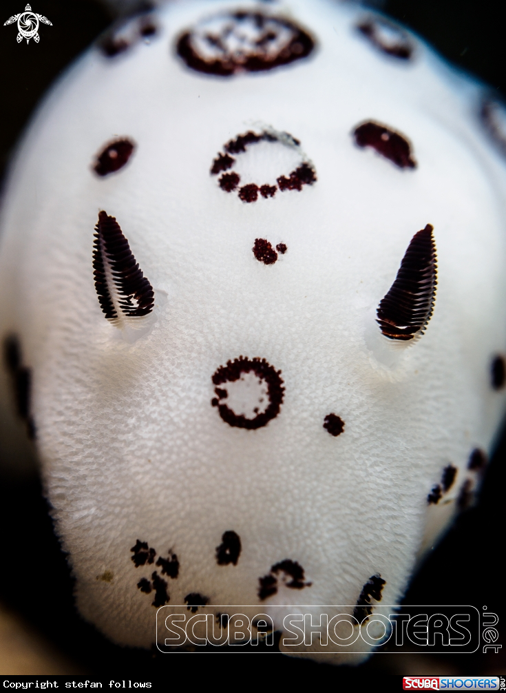 A Nudibranch
