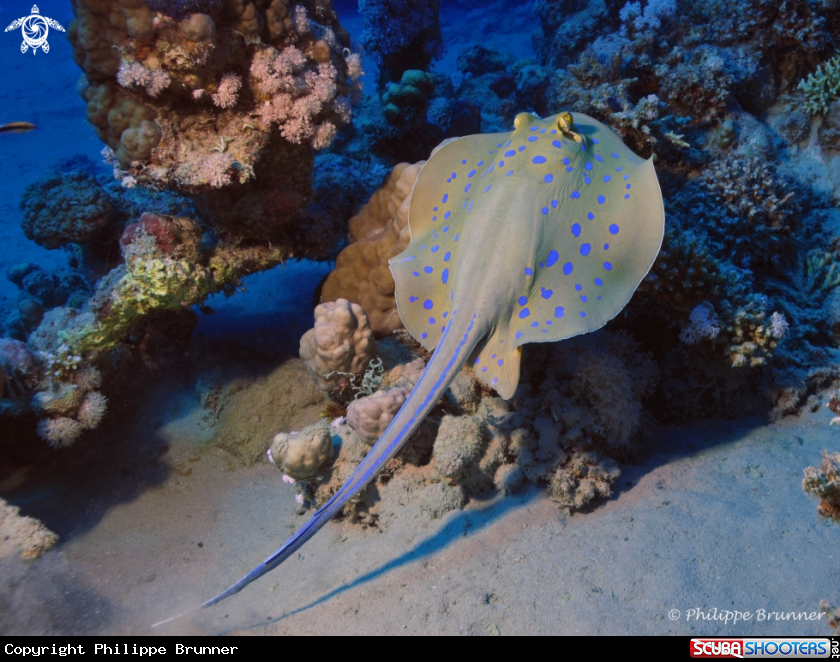 A Blue spotted stingray