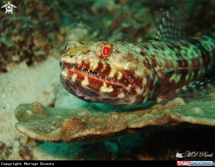 A Lizardfish