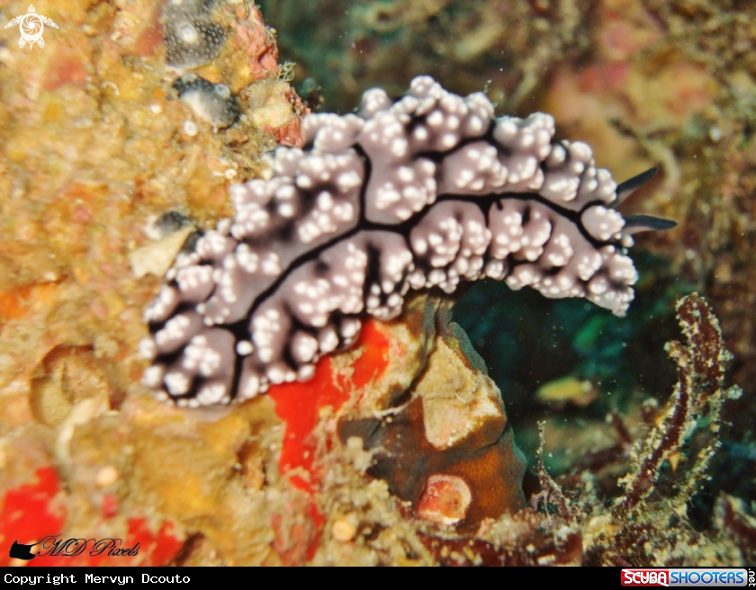 A Pimpled Phyllidiella